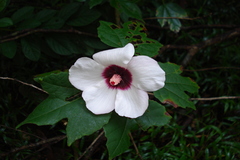 Hibiscus platanifolius
